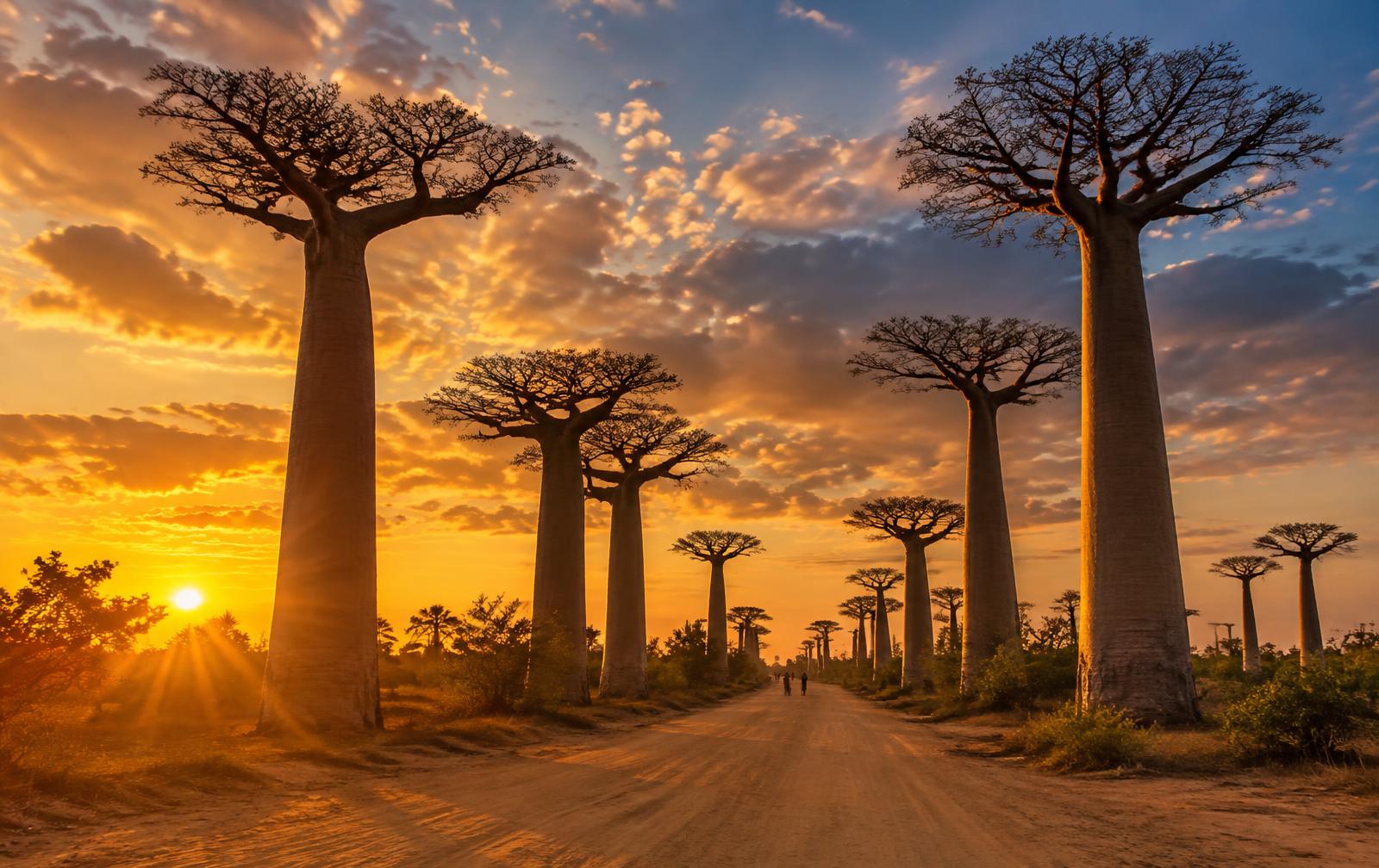 Avenue of the Baobabs, Madagascar